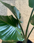 Bird of Paradise (Strelitzia nicolai) バード オブ パラダイス(オーガスタ)