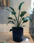 Bird of Paradise (Strelitzia nicolai) バード オブ パラダイス(オーガスタ)