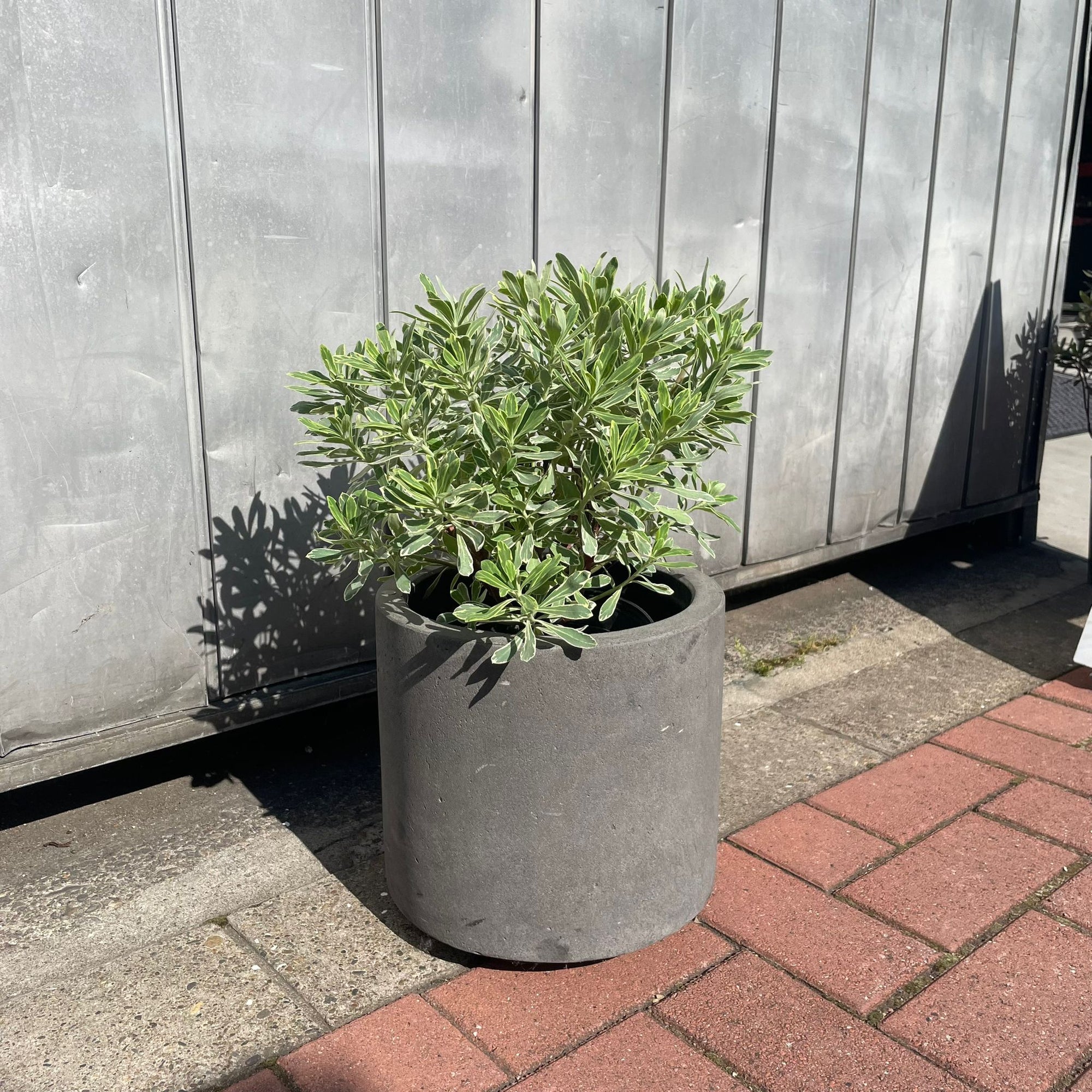 Euphorbia martinii Silver Swan ユーフォルビア シルバースワン