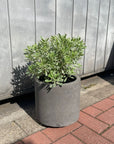 Euphorbia martinii Silver Swan ユーフォルビア シルバースワン