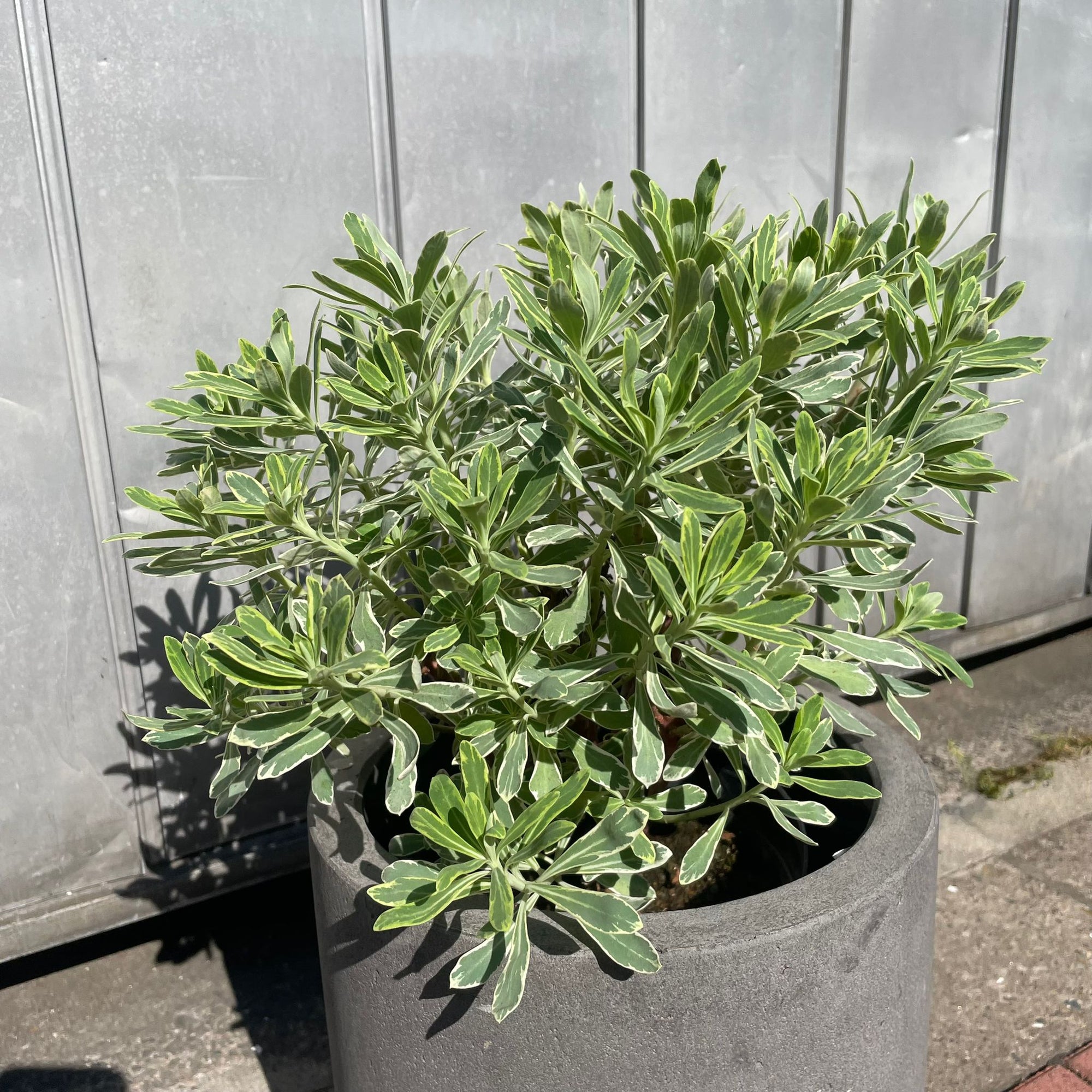 Euphorbia martinii Silver Swan ユーフォルビア シルバースワン