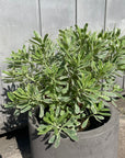 Euphorbia martinii Silver Swan ユーフォルビア シルバースワン