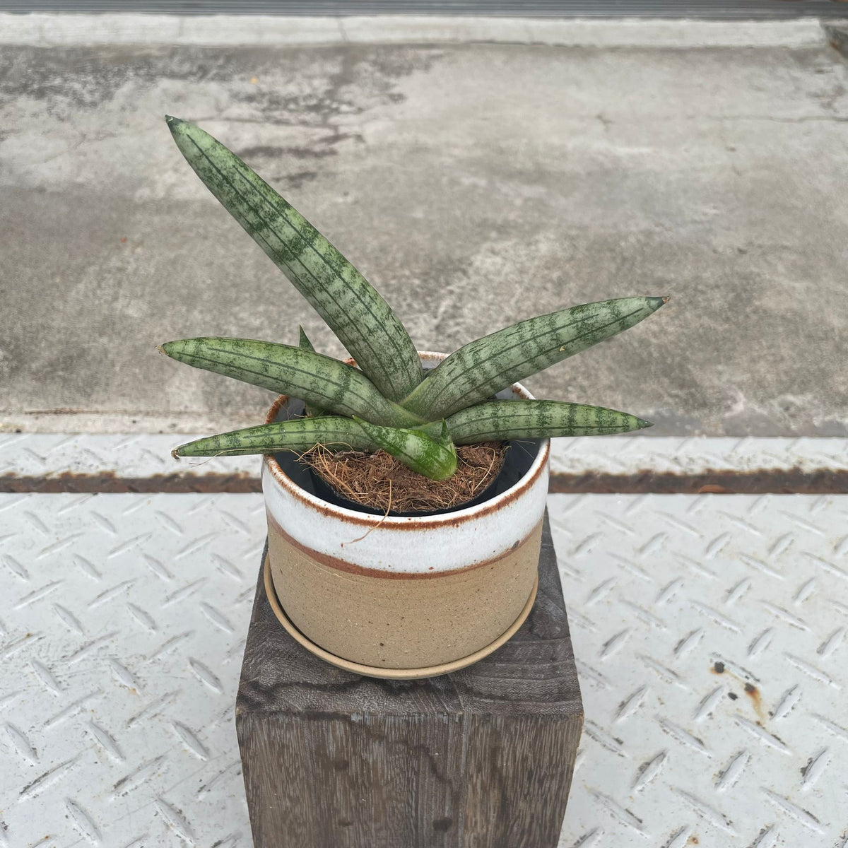 ThePlantSociety_63_262050ad-