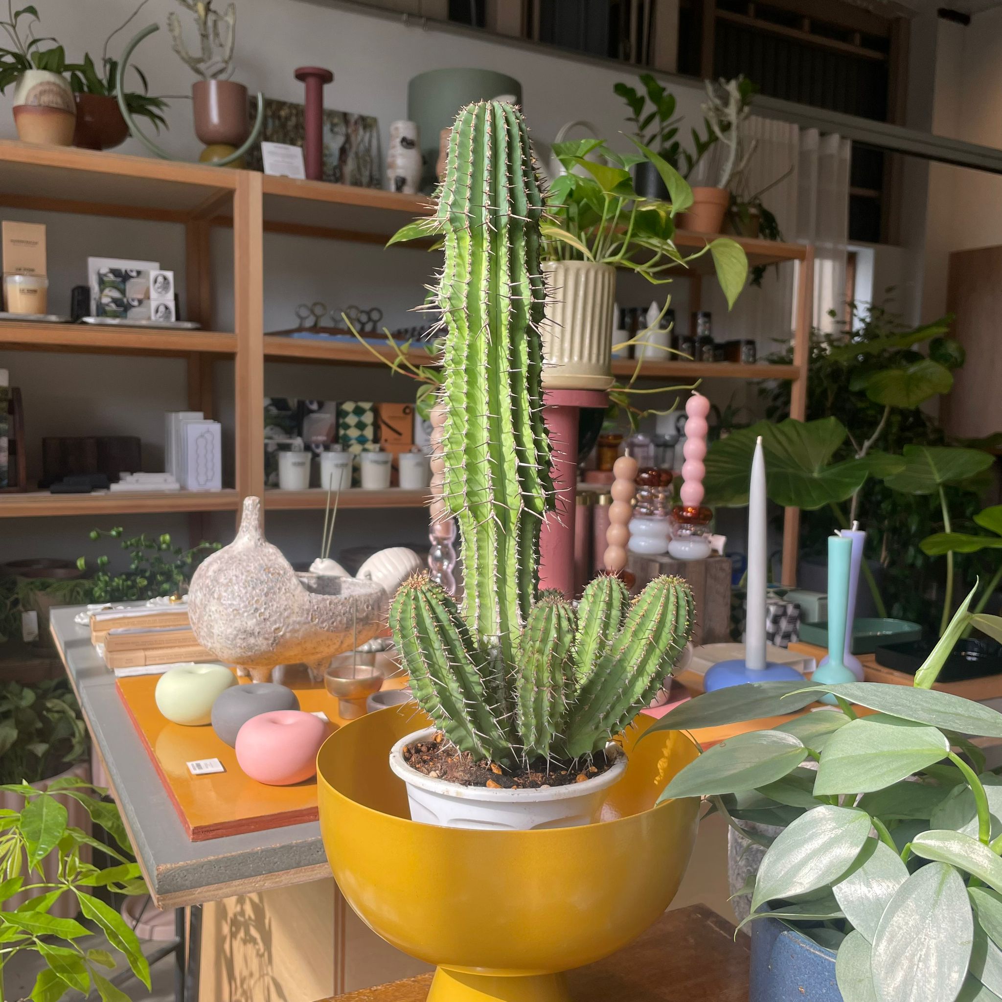 ThePlantSociety_647.jpg?v=