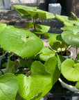 Tractor seat plant ツワブキ