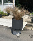 Bronze Carex カレックス フィラゲリフィラ