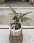 Squirrel's foot fern シノブ