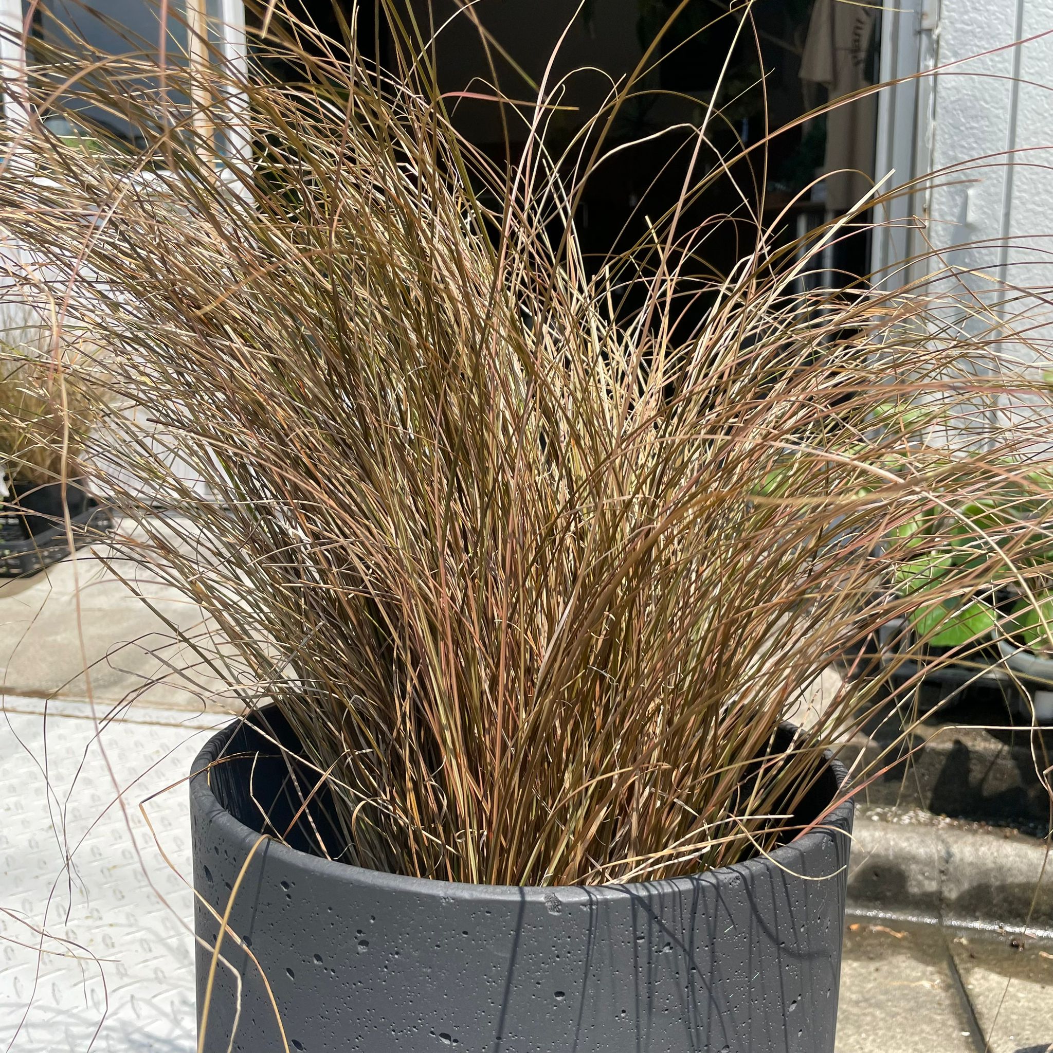 Bronze Carex カレックス レッドルースター I インドアプランツ I