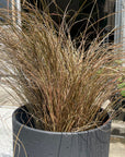 Bronze Carex カレックス フィラゲリフィラ