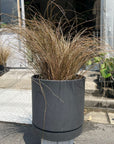 Bronze Carex カレックス フィラゲリフィラ
