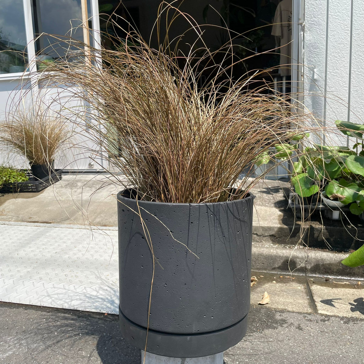 ThePlantSociety_651_1200x1200.