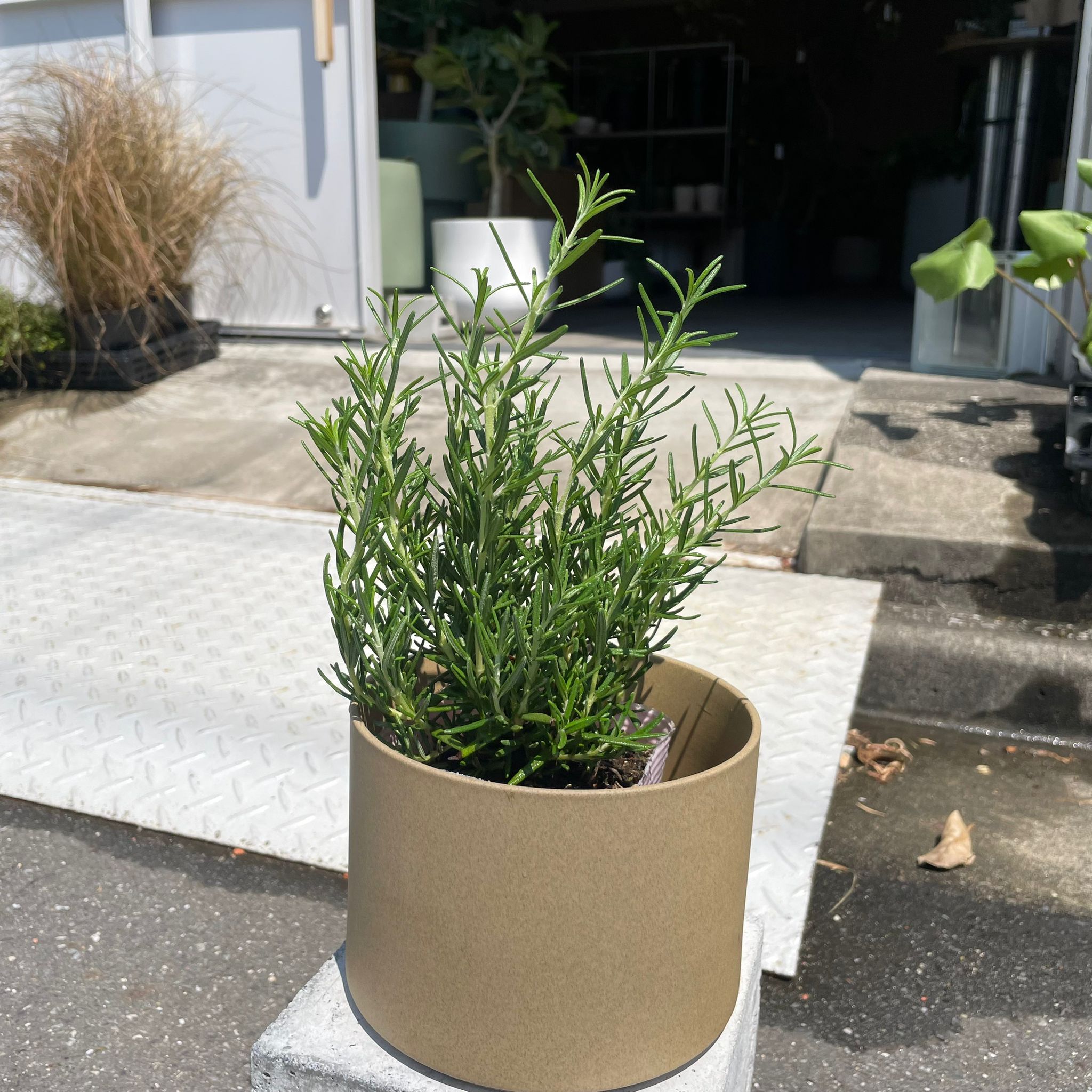 Cascading Rosemary ローズマリー (立性青) I インドアプランツ I