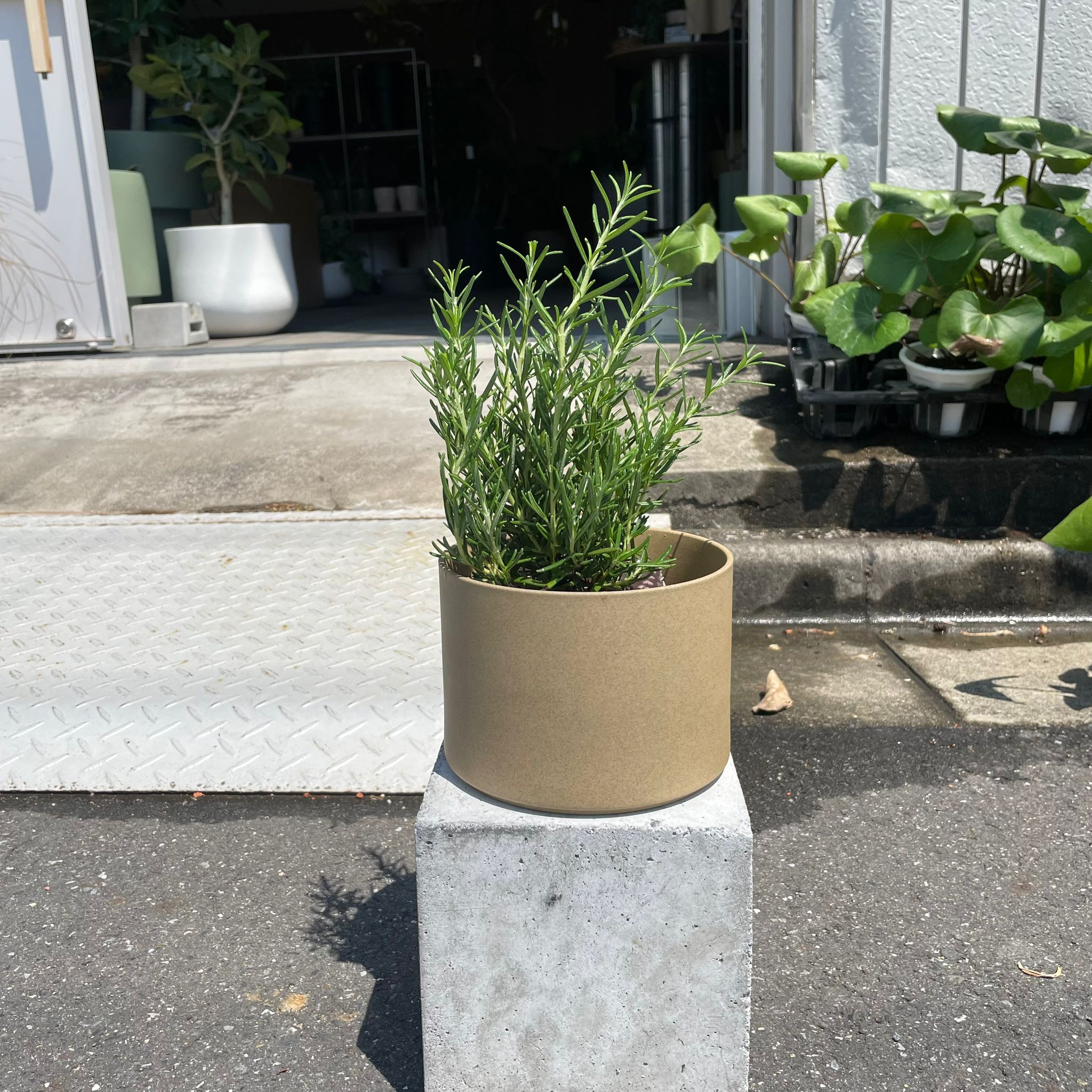 Cascading Rosemary ローズマリー (立性青) I インドアプランツ I