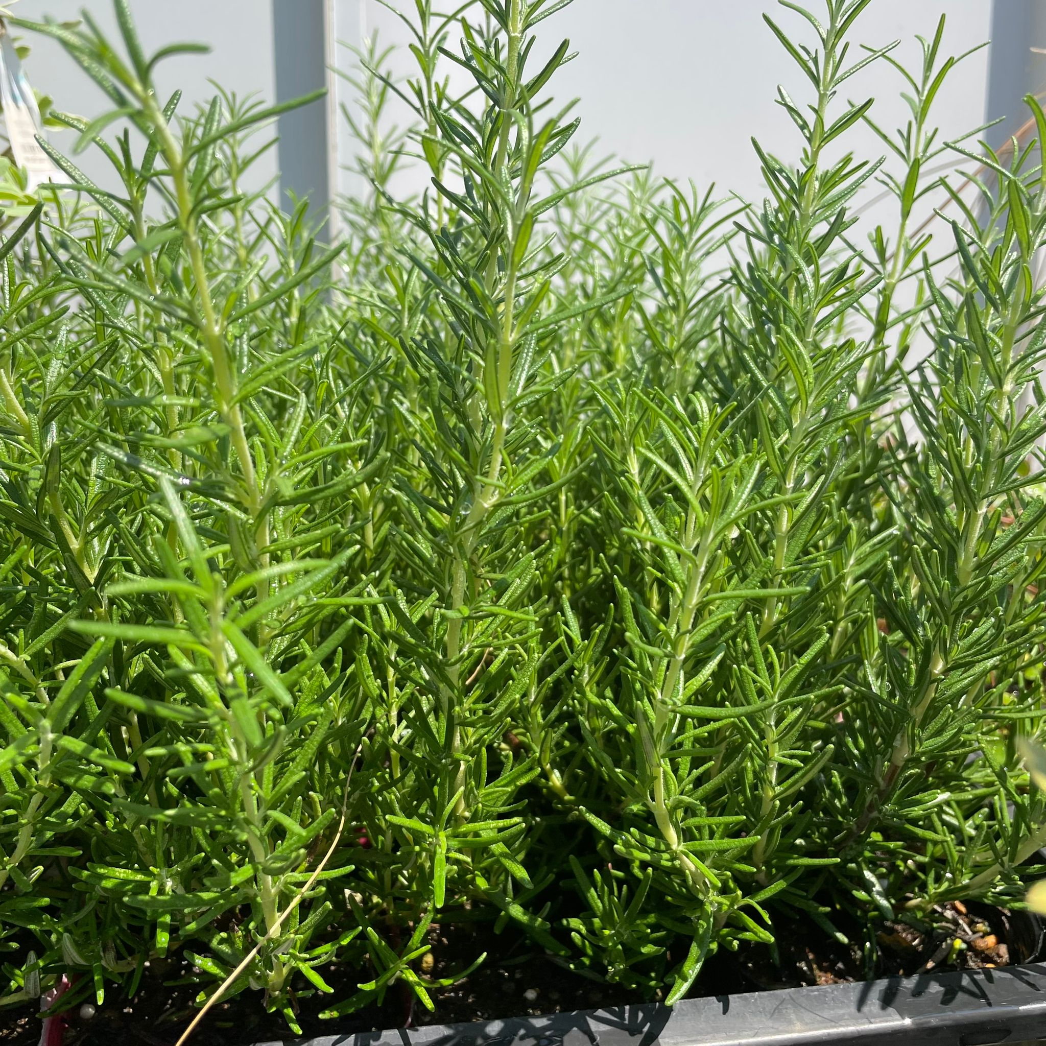 ローズマリー ThePlantSociety_654.jpg?v=