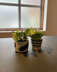 Marble Queen Pothos マーブルクイーンポトス
