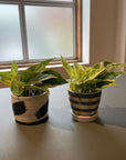 Marble Queen Pothos マーブルクイーンポトス