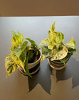 Marble Queen Pothos マーブルクイーンポトス