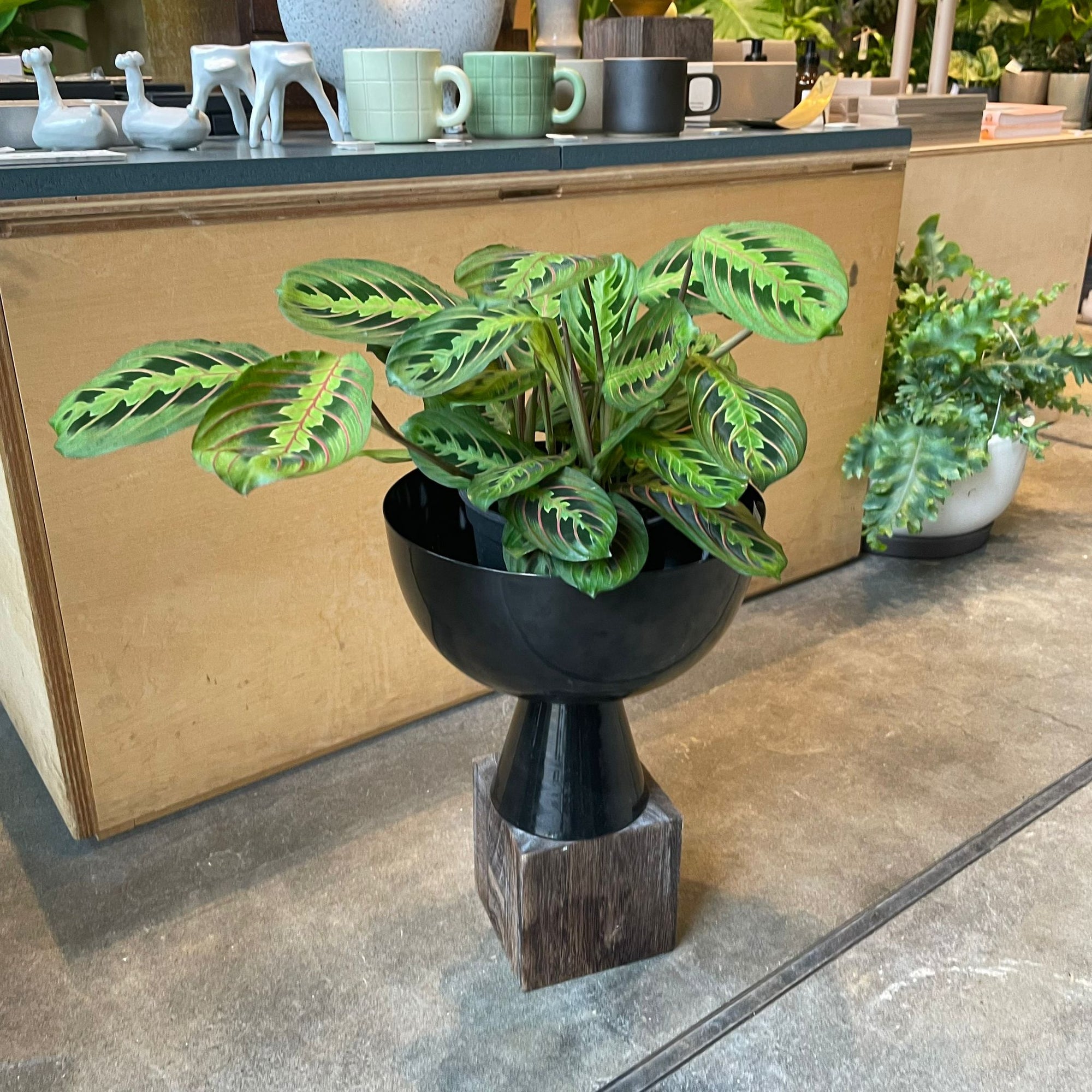 Prayer plant マランタ ・ レウコネウラ