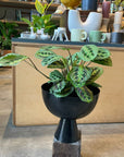 Prayer plant マランタ ・ レウコネウラ