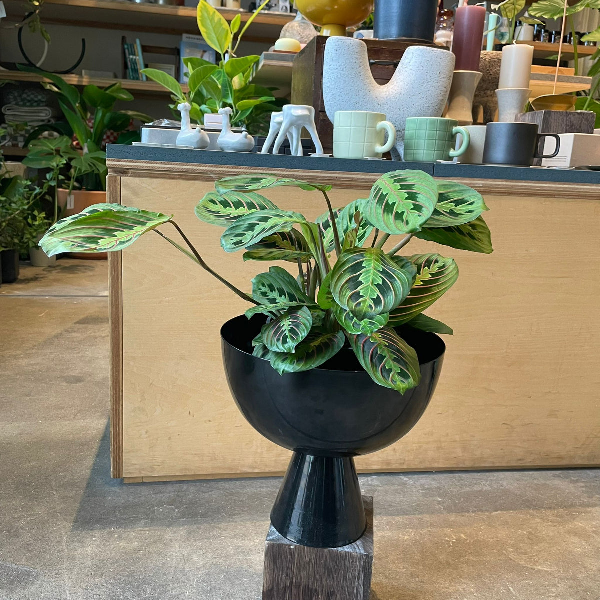 マランタ・レウコネウラ I インドアプランツ I プラントソサエティ