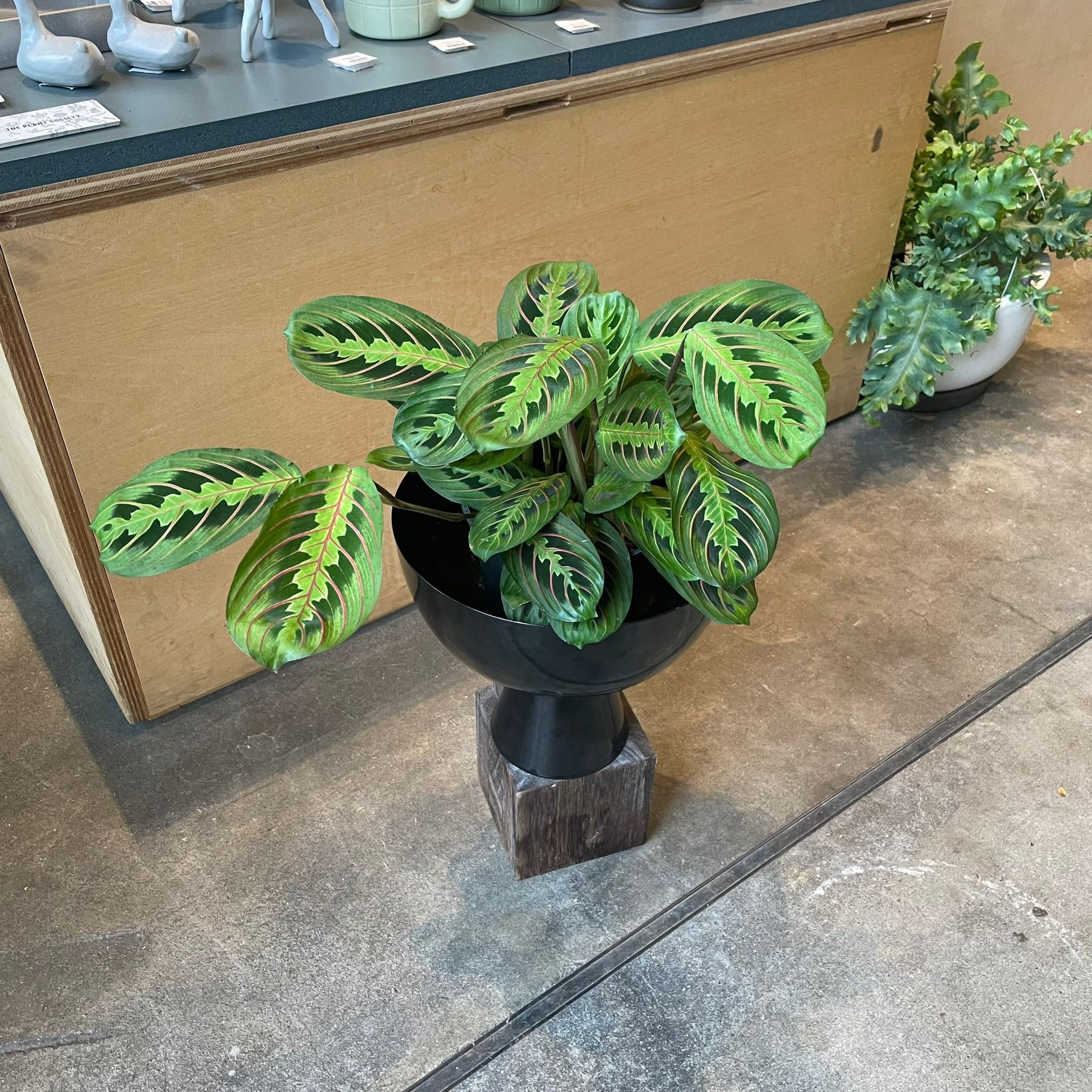 Prayer plant マランタ ・ レウコネウラ