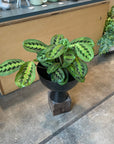 Prayer plant マランタ ・ レウコネウラ