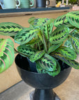 Prayer plant マランタ ・ レウコネウラ