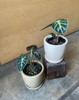 Alocasia 'Baby' アロカシア ベイビー