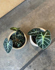 Alocasia 'Baby' アロカシア ベイビー