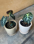 Alocasia 'Baby' アロカシア ベイビー