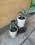 Alocasia 'Baby' アロカシア ベイビー