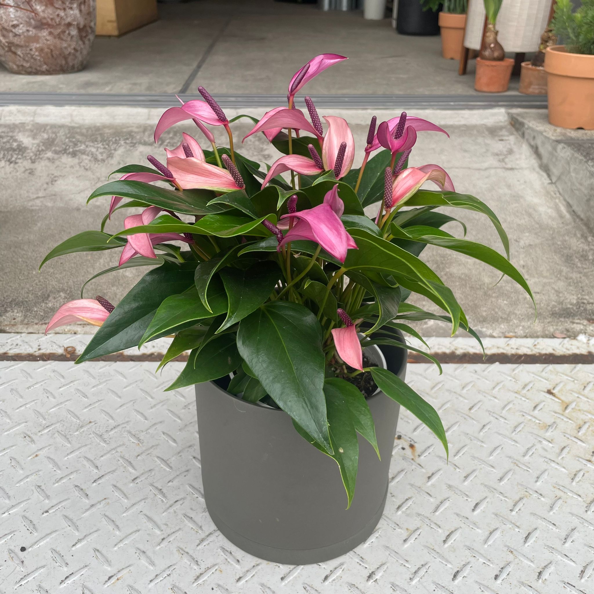 Anthurium AOS インドネシアタイプ Anthurium AOS インドネシアタイプ
