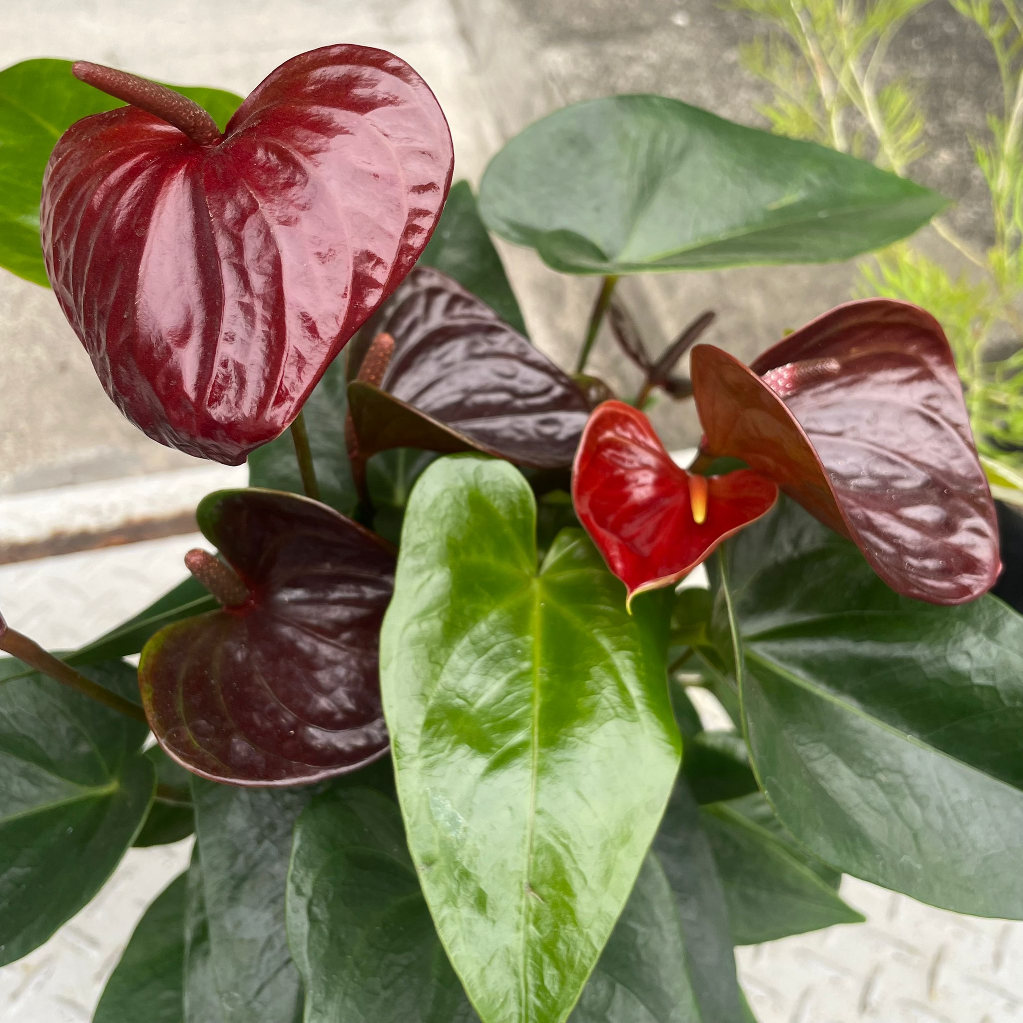 Anthurium アンスリウム エッセンシア I インドアプランツ I プラント
