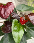 Anthurium ‘Essencia’ アンスリウム エッセンシア