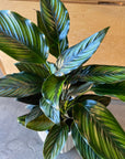 Calathea ‘Ornata’ カラテア オルナータ