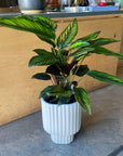 Calathea 'Beauty Star' カラテア ビューティースター