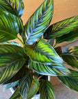 Calathea ‘Ornata’ カラテア オルナータ