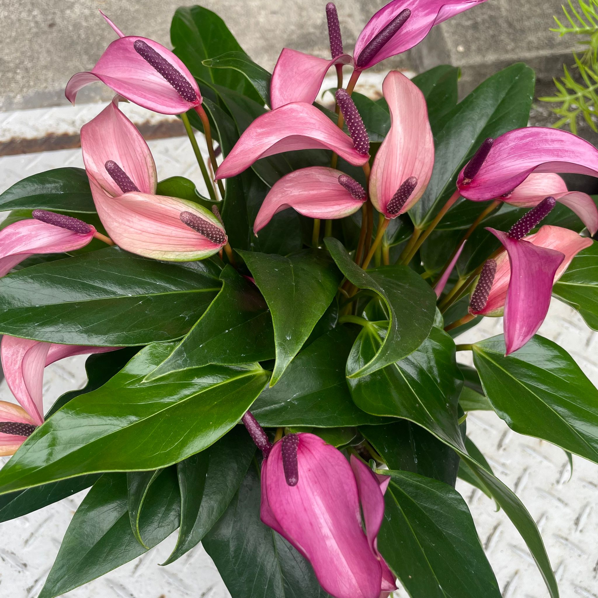 Anthurium AOS インドネシアタイプ ThePlantSociety_69_f9ff2bef-