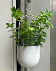 Fanne hanging planter ファンヌハンギング