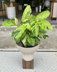 Calathea louisae ‘thai beauty カラテア タイビューティー