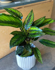 Calathea 'Beauty Star' カラテア ビューティースター