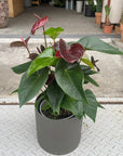 Anthurium ‘Essencia’ アンスリウム エッセンシア