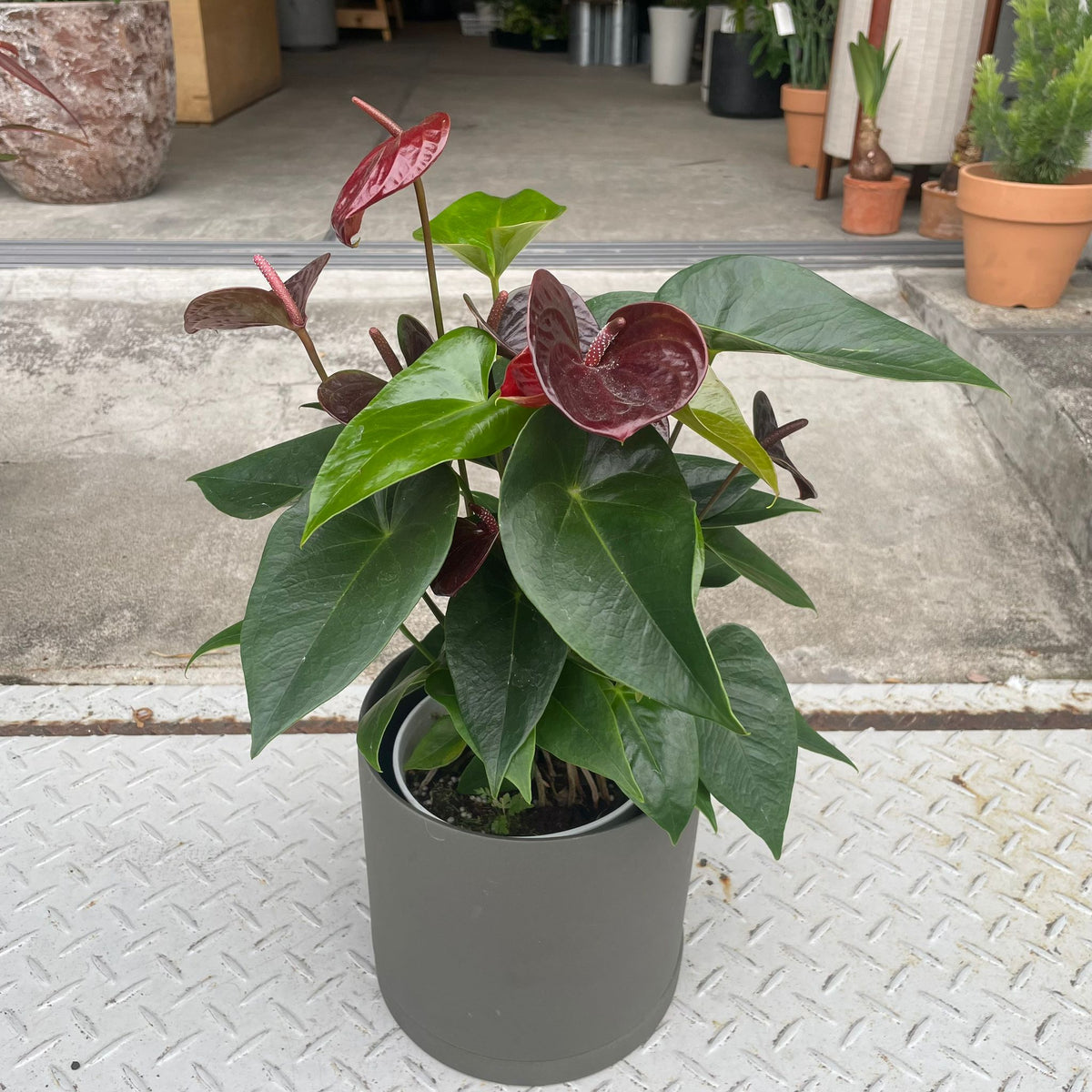 ThePlantSociety_70_1200x1200.