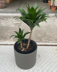 Dracaena Compacta ドラセナコンパクタ