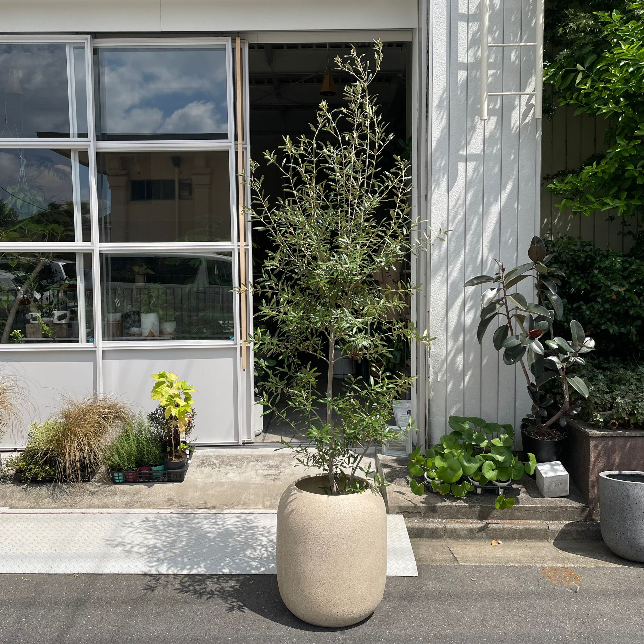 ThePlantSociety_723.jpg?v=