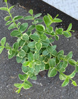 Hoya "Cumingiana" ホヤ クミンギアナ 斑入り