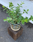 Hoya "Cumingiana" ホヤ クミンギアナ 斑入り