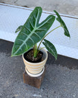 Alocasia 'Longiloba' アロカシア ロンギローバ