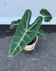 Alocasia 'Longiloba' アロカシア ロンギローバ