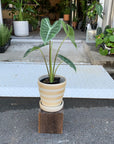 Alocasia 'Longiloba' アロカシア ロンギローバ